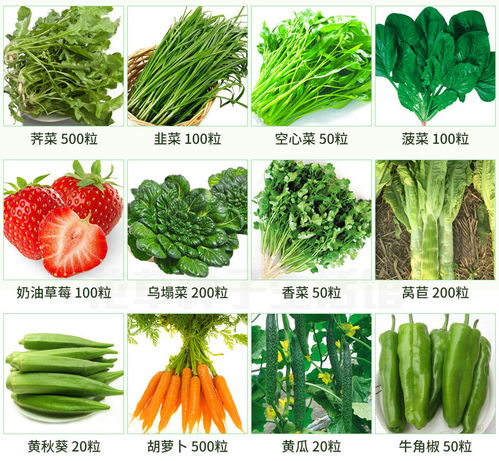 陽臺(tái)上的四季菜園 從種子到餐桌的種植指南