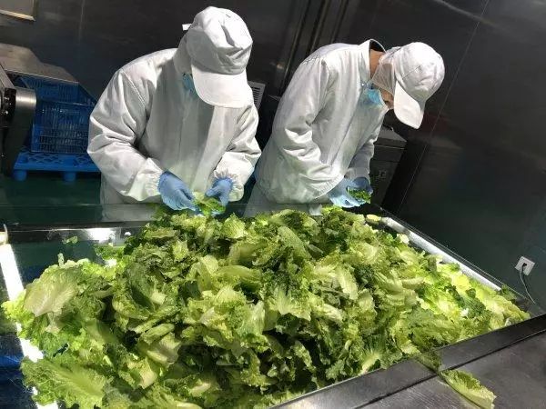 振興動態(tài) | 新品種引領(lǐng)餐桌革命，萬科農(nóng)業(yè)以即食蔬菜打開市場新藍海