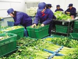 炭步蔬菜配送公司 依托冷鏈保鮮技術(shù)，打造苗木與生鮮一體化供應(yīng)鏈新標桿